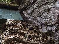 Vespa crabro 12, Europese hoornaar, Saxifraga-Roel Meijer  Ruined nest of European hornet (vespa crabro) in nestbox : hornet, insect, natural, nature, nest, nest chambers, nestbox, ruin, ruined, Vespa, Vespa crabro