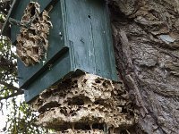 Vespa crabro 13, Europese hoornaar, Saxifraga-Roel Meijer  Ruined nest of European hornet (vespa crabro) in nestbox : hornet, insect, natural, nature, nest, nest chambers, nestbox, ruin, ruined, Vespa, Vespa crabro