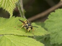 Vespula germanica 4, Duitse wesp, Saxifraga-Willem van Kruijsbergen