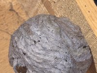 Vespula vulgaris 4, Gewone wesp, nest, Saxifraga-Frits Bink