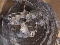 Vespula vulgaris 8, Gewone wesp, nest, Saxifraga-Frits Bink