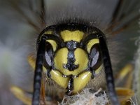 Vespula vulgaris #03037 : Vespula vulgaris, Common wasp, Gewone wesp