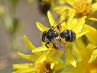 Andrena denticulata 4, Kruiskruidzandbij, Saxifraga-Tom Heijnen