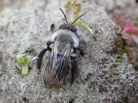 Andrena vaga 4, Grijze zandbij, Saxifraga-Peter Meininger