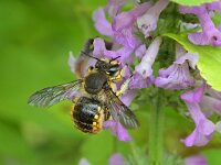 Anthidium manicatum 12, Grote wolbij, Saxifraga-Tom Heijnen
