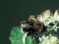 Bombus hypnorum 2, Boomhommel, Saxifraga-Frits Bink