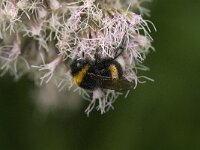 Bombus terrestris 21, Aardhommel, Saxifraga-Jan van der Straaten