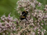 Bombus terrestris 23, Aardhommel, Saxifraga-Jan van der Straaten