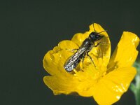 Chelostoma florisomne 2, Ranonkelbij, female, Saxifraga-Frits Bink