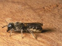 Chelostoma florisomne 5, Ranonkelbij, female, Saxifraga-Pieter van Breugel