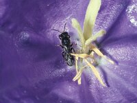 Chelostoma rapunculi 2, Grote klokjesbij, female, Saxifraga-Frits Bink
