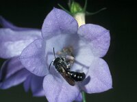 Chelostoma rapunculi 4, Grote klokjesbij, male, Saxifraga-Frits Bink