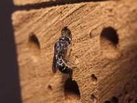 Chelostoma rapunculi 6, Grote klokjesbij, female, Saxifraga-Pieter van Breugel