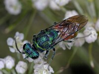 Chrysis ignita 01 #03887 : Chrysis ignita, Ruby-Tailed Wasp, Vuurgoudwesp