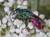 Chrysis ignita 01 #3879 : Chrysis ignita, Ruby-Tailed Wasp, Vuurgoudwesp