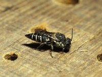 Coelioxys aurolimbata 3, Gouden kegelbij, female, Saxifraga-Pieter van Breugel