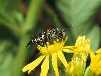 Coelioxys elongata 3, Slanke kegelbij, female, Saxifraga-Pieter van Breugel