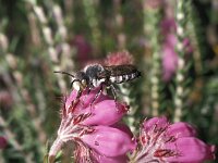 Coelioxys mandibularis 2, Duinkegelbij, male, Saxifraga-Pieter van Breugel