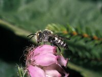 Coelioxys mandibularis 4, Duinkegelbij, male, Saxifraga-Pieter van Breugel