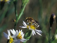 Colletes halophilus 2, Schorzijdebij, Saxifraga-Frits Bink
