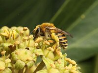Colletes hederae 3, Klimopbij, Saxifraga-Peter Meininger