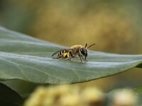 Colletes hederae 6, Klimopbij, Saxifraga-Peter Meininger