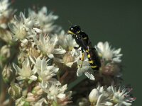 Crabro peltarius 2, Kleine zeefwesp, female, Saxifraga-Frits Bink