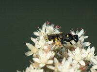 Crabro peltarius 3, Kleine zeefwesp, female, Saxifraga-Frits Bink