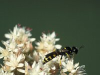 Crabro peltarius 4, Kleine zeefwesp, female, Saxifraga-Frits Bink