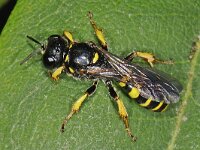 Crabro peltarius spec 01 #47598 : Kleine zeefwesp, Crabro peltarius, vrouwtje