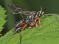 Cratichneumon sp 2, Saxifraga-Ab H Baas