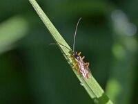 Ctenopelmatinae sp 5, Saxifraga-Tom Heijnen