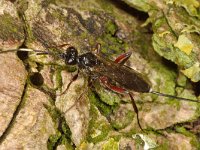 Cubocephalus anatorius 1, Saxifraga-Ab H Baas