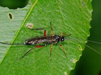 Cylloceria melancholica