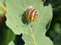 Cynips longiventris 5, Eikenstuitergalwesp, Saxifraga-Tom Heijnen