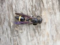 Discoelius zonalis 4, Behangerswesp, Saxifraga-Mark Zekhuis