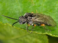 Dolerus gonager 02, AHB  Dolerus gonager Hardenberg Gemeentebos op 4 mei 2014