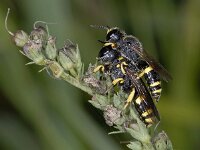 Ectemnius continuus #03455 : Ectemnius, Graafwesp, courtship