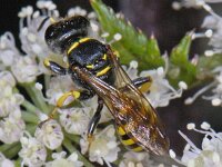 Ectemnius lituratus 01 #08814 : Ectemnius lituratus, Blokhoofd wesp