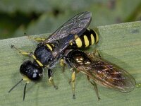 Ectemnius 01 #03776 : Ectemnius, Graafwesp, with prey