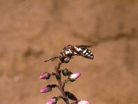 Epeolus cruciger 2, Heideviltbij, Saxifraga-Pieter van Breugel