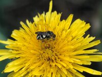 Epeolus variegatus 4, Gewone viltbij, Saxifraga-Frits Bink