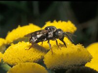 Epeolus variegatus 5, Gewone viltbij, Saxifraga-Pieter van Breugel
