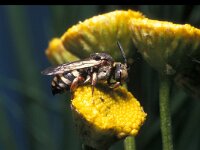 Epeolus variegatus 6, Gewone viltbij, male, Saxifraga-Pieter van Breugel