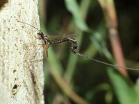 Ephialtes manifestator 4, female, Saxifraga-Pieter van Breugel
