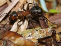 Formica rufa 3, Behaarde rode bosmier, Foto Fitis-Sytske Dijksen
