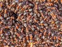 Red Ant colony  Background of a Red Ant colony (Formica rufa) : Community, Formica, Formica rufa, abdomen, animal, ant, anthills, background, black, building, business, busy, closeup, collaboration, colonies, colony, concept, crowded, environment, fire ant, helping, hills, insect, lots, macro, many, mouths, natural, nature, nobody, piles, red, red ant, small, social, sticks, team, team work, teamwork, texture, thorax, together, weaver ant, wild, wildlife
