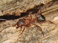 Formica sanguinea 2, Bloedrode roofmier, Saxifraga-Ab H Baas