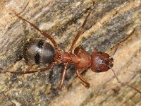 Formica sanguinea 3, Bloedrode roofmier, Saxifraga-Ab H Baas