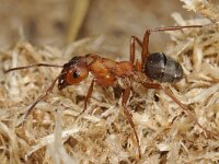 Formica sanguinea 6, Bloedrode roofmier, Saxifraga-Ab H Baas